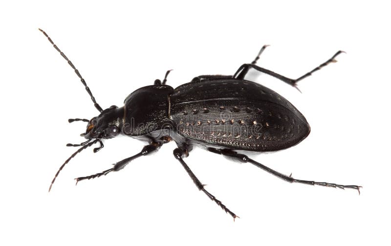 Ground beetle (Carabus hortensis)