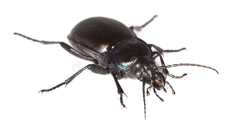 Ground beetle (Carabus nemoralis) isolated over wh