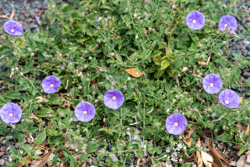 Ground Blue Convolvulus - Convolvulus Sabatius