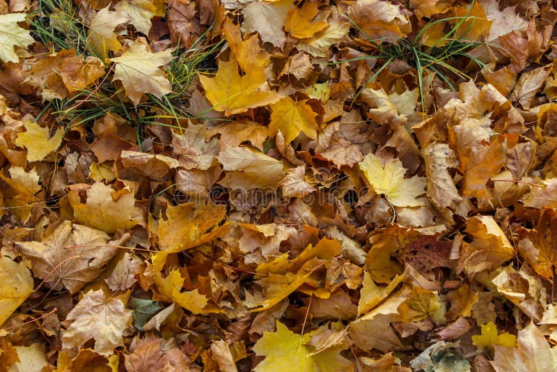Various Dead Tree Leaves in Fall Colors Floating on Water Surface with