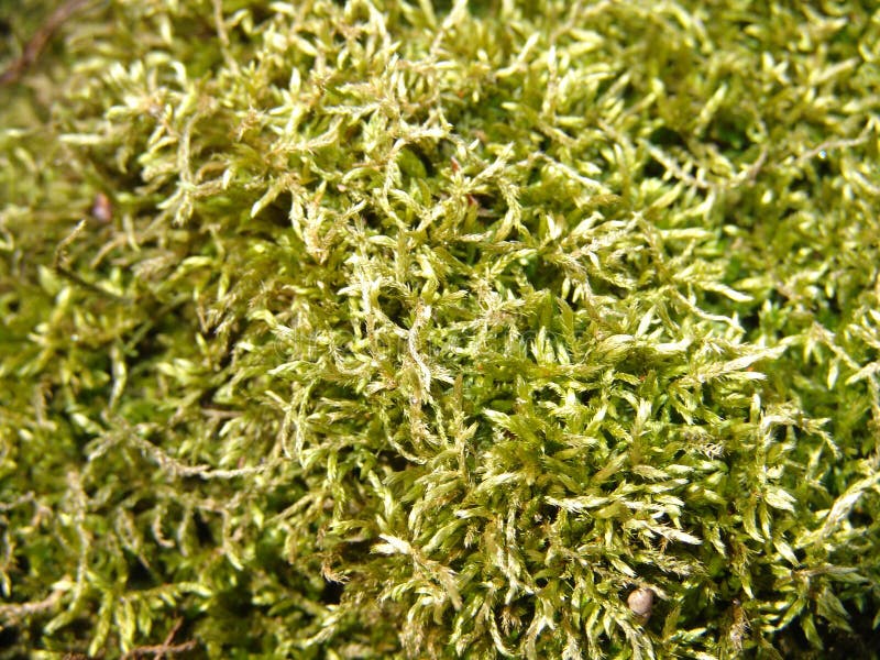 Ground cover