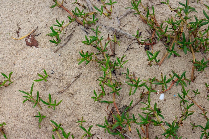 Ground cover on the beach stock photo. Image of beach 62249854