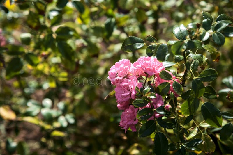 Ground Cover Pink Roses in a Bush Stock Image - Image of bright ...