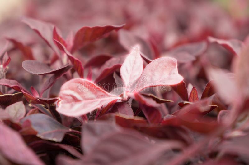 Ground Cover Plants are Dark Red. Stock Photo Image of fall, edge