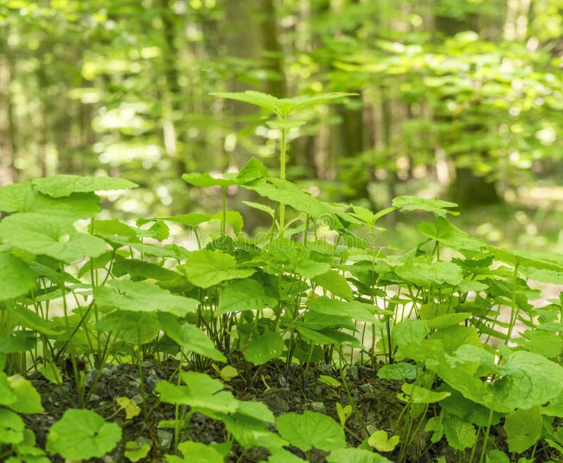Ground cover vegetation stock photo. Image of plant, flourish 95392650