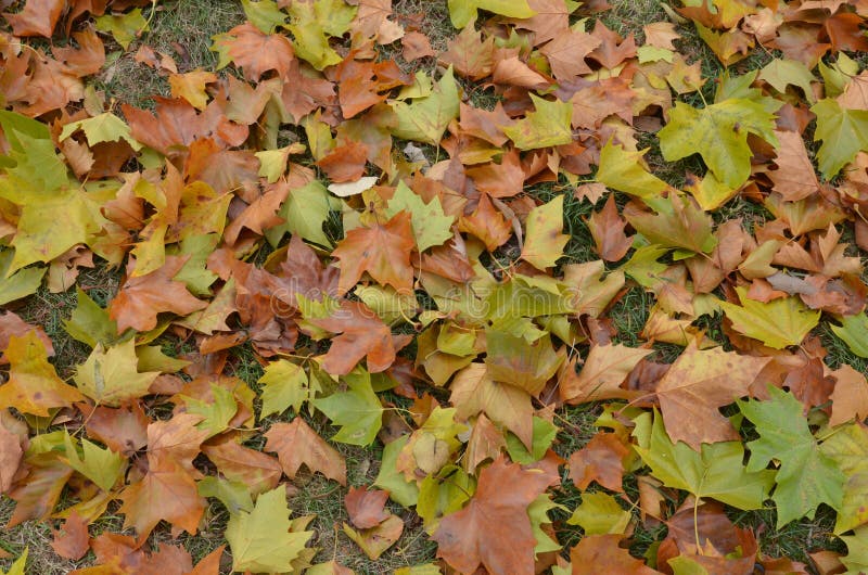 Ground covered by rusty colorful Platanus leaves. Dried autumn Sycamore leaves background.