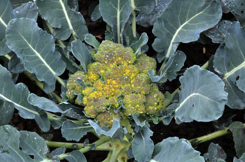 On the Ground Grow Cabbage Broccoli Stock Image Image of vegetables