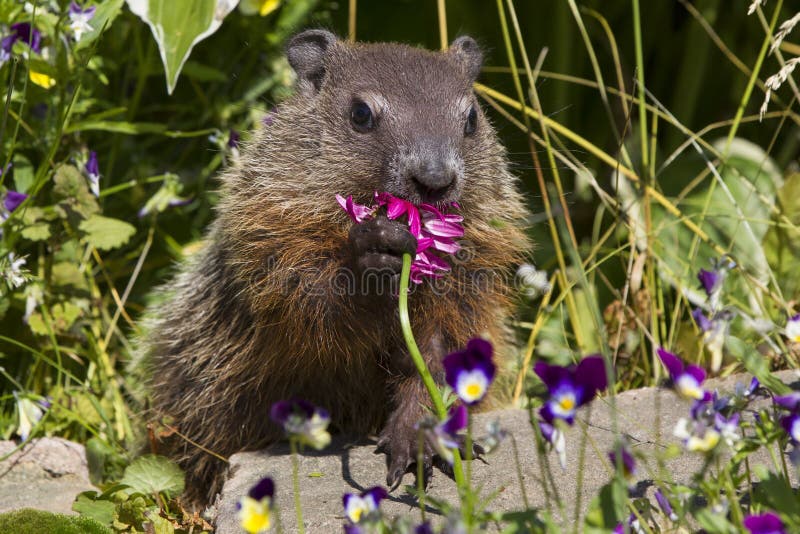 Ground hog day stock image. Image of wildlife, animals 37944769