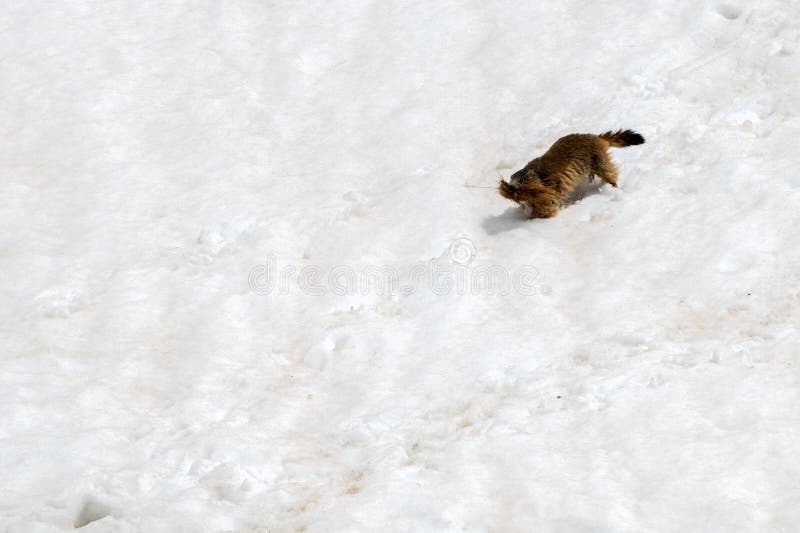 Ground hog marmot day portrait running on snow