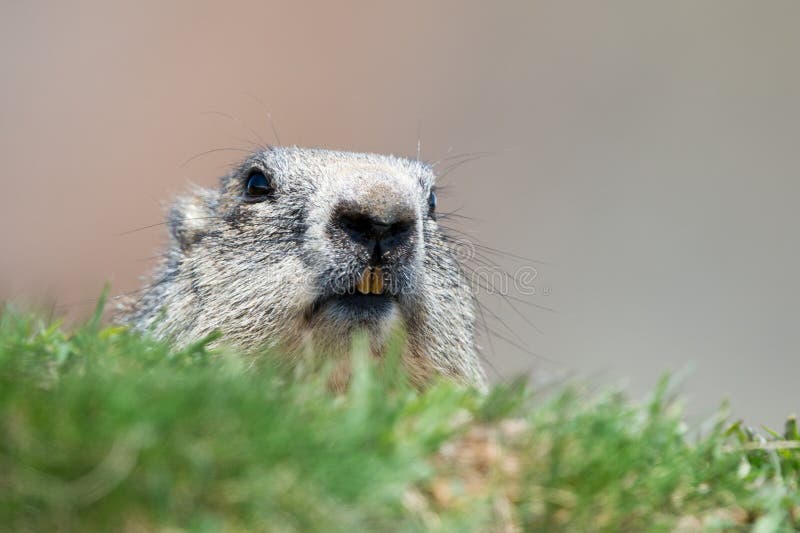Ground hog marmot portrait while looking at you