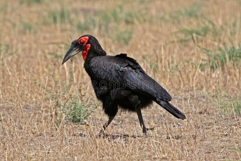 Ground-Hornbill