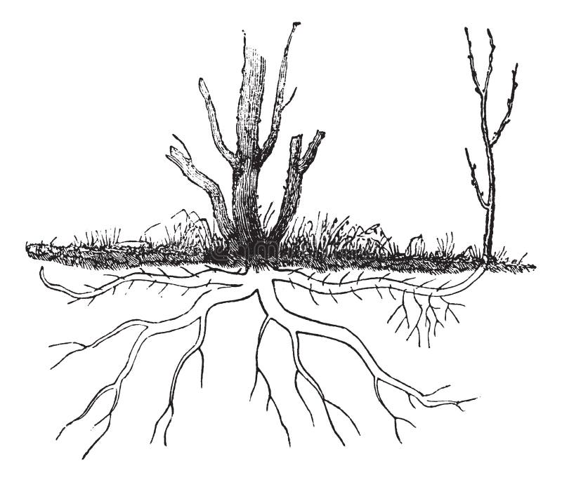 Конец кончик корень. Почва вектор гравюра. Расслоение рисунок. Tree grounding technique.