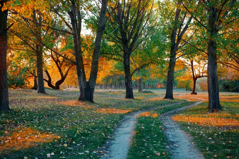 Ground Road And Beautiful Trees In The Autumn Forestbright Sunlight