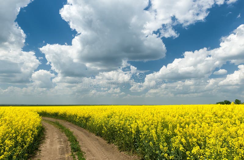 Ground road in rapeseed yellow field