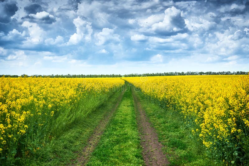 Ground road in rapeseed yellow flower field, beautiful spring landscape