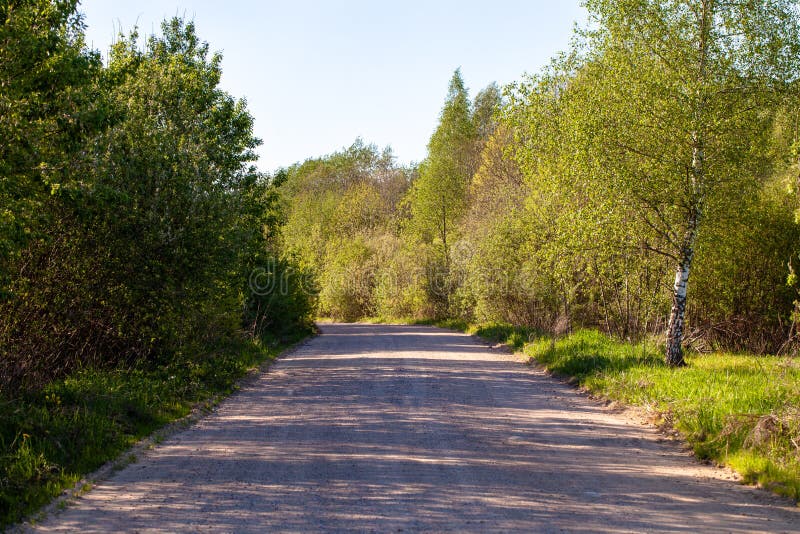 Ground road in forest stock photo. Image of warm, environment 96829736