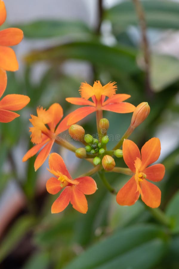 Orange Crucifix Orchid, Epidendrum Radicans, Close-up Flower and Buds Stock  Photo - Image of reedstem, botanical: 219192148