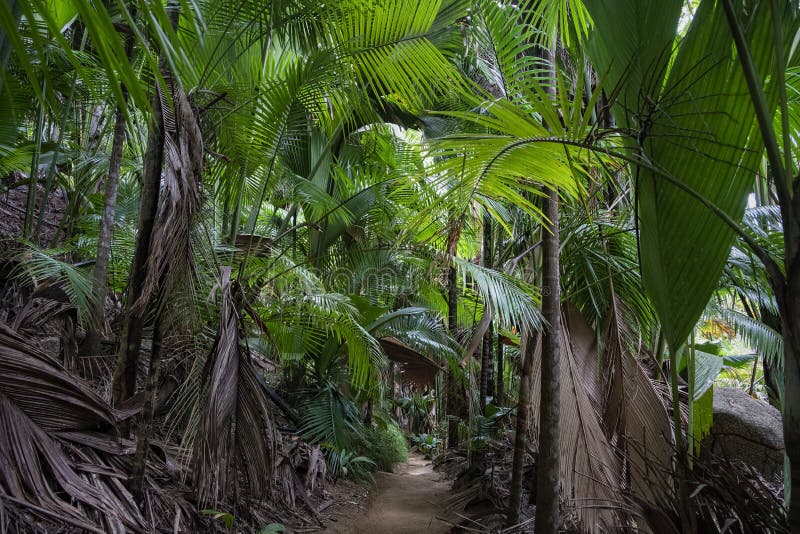 Photo Ground rural road in the middle of tropical jungle