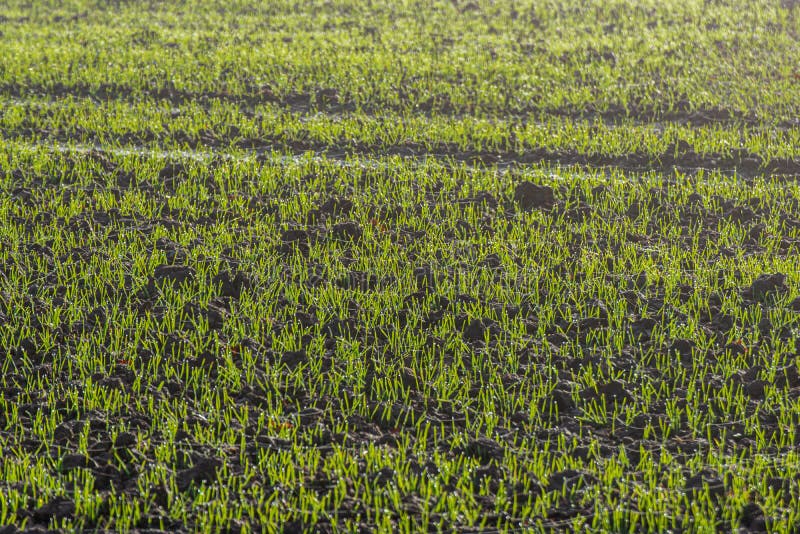 Ground soil texture with tree roots and old vegetation leftovers. abstract background
