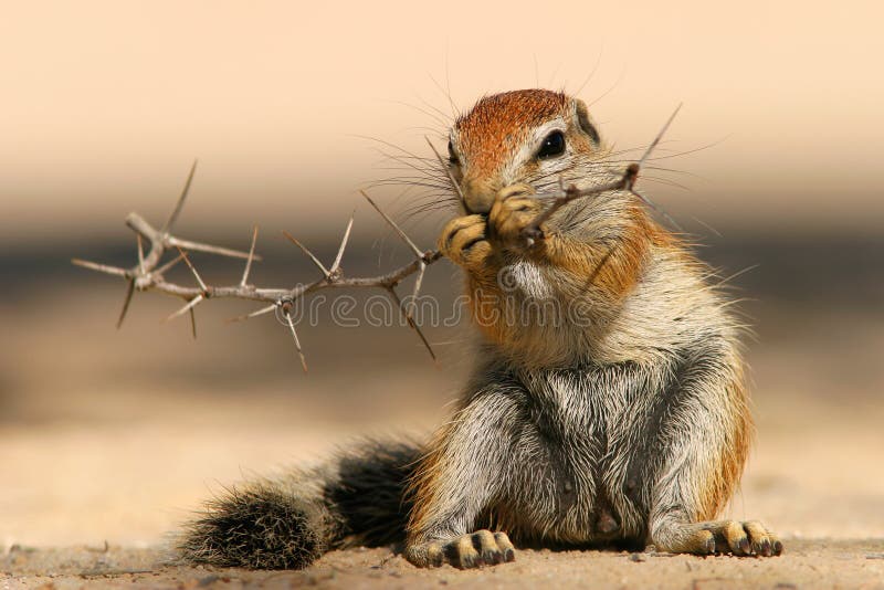 Ground squirrel royalty free stock photo