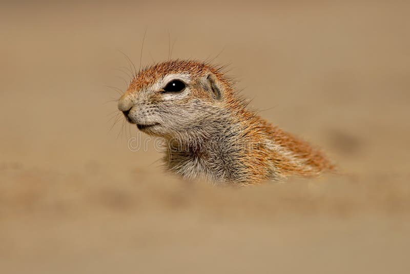 Ground squirrel stock photo