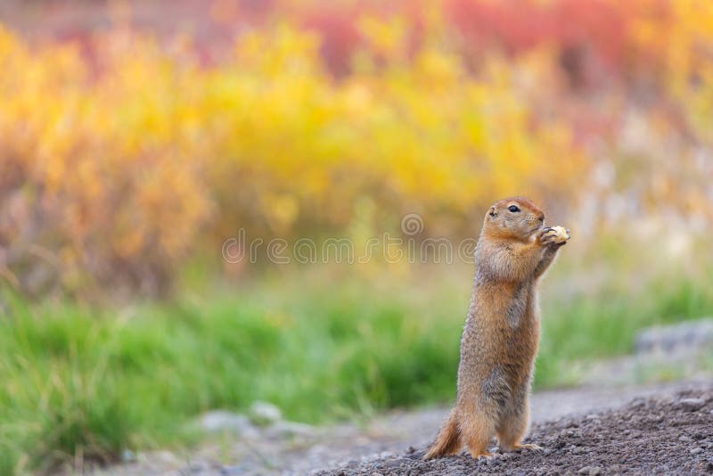 Ground squirrel stock image. Image of wild, cute, republic 266584267