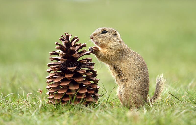 Ground squirrel and cone stock photography Ground squirrel and cone stock photography