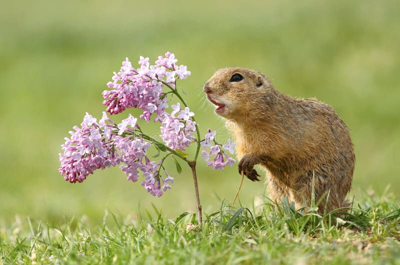 Ground squirrel and lilac stock image Ground squirrel and lilac stock image