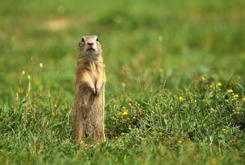Ground squirrel paying attention stock photos Ground squirrel paying attention stock photos