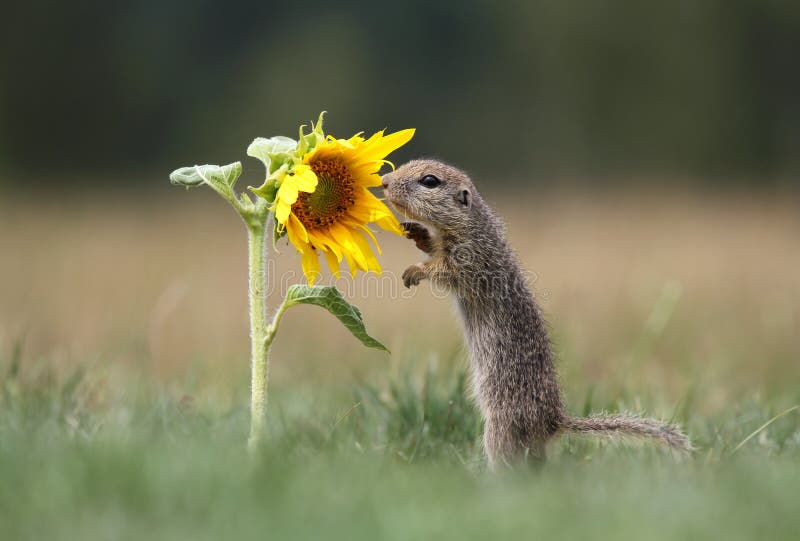 Ground squirrel and sunflower