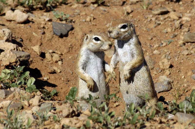 Ground squirrels stock image