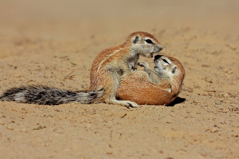 Two young ground squirrels (Xerus inaurus) playing, Kalahari desert, South Africa. Two young ground squirrels (Xerus inaurus) playing, Kalahari desert, South Africa