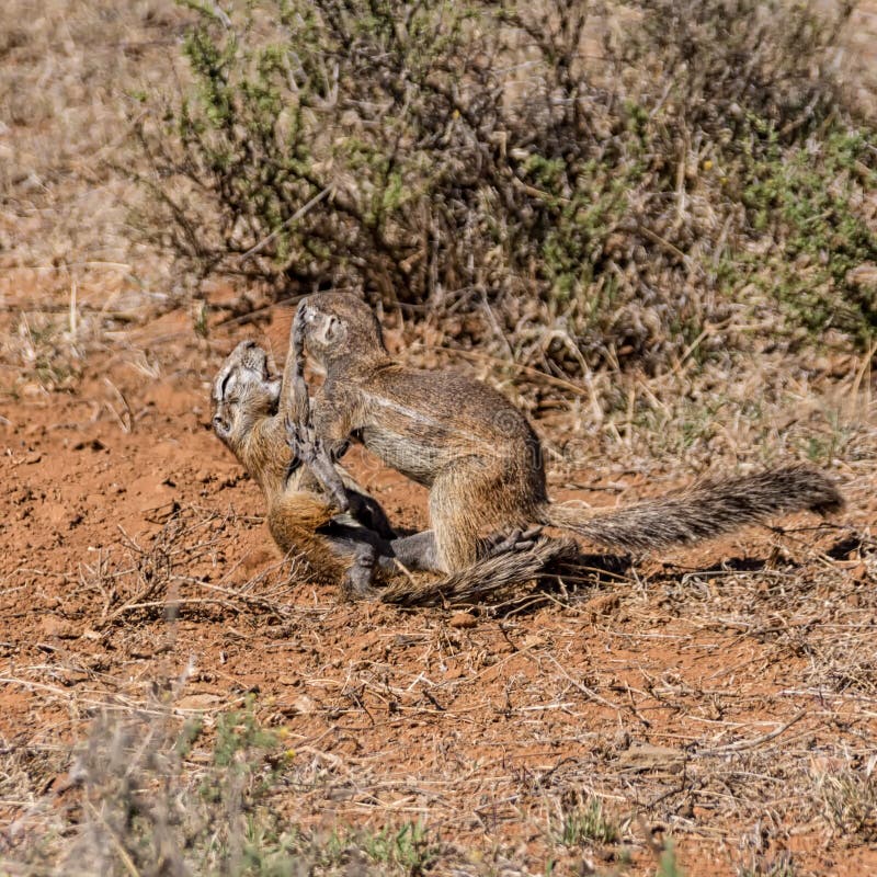 Ground Squirrels Playing stock image. Image of rodents 108740253