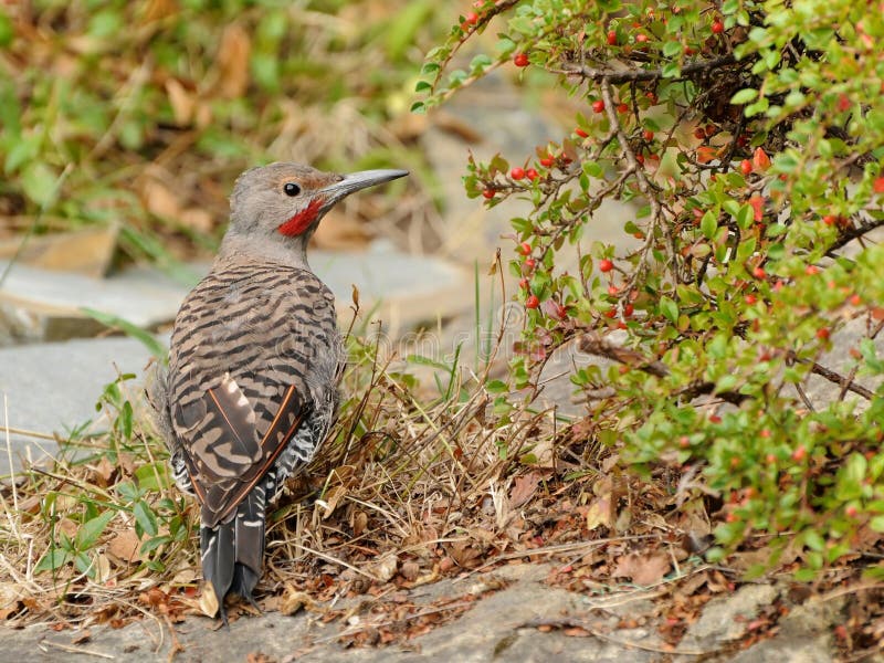 The ground woodpecker stock image. Image of male, flicker 15974167