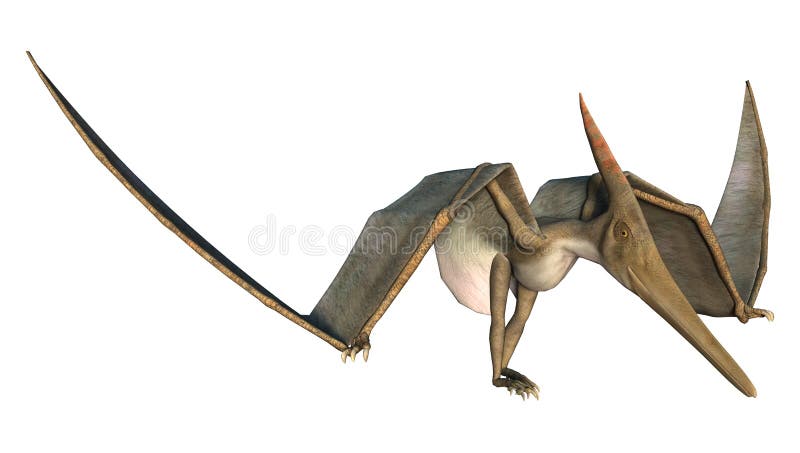 Pterodactyl Pteranodon Flying Isolated Over White Stock Illustration  14988157