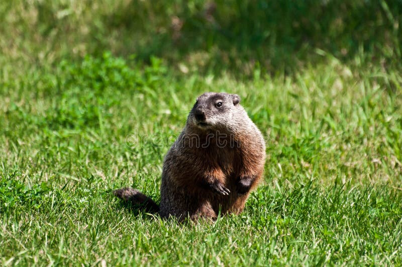 Groundhog stock image. Image of groundhog, prairie, rockchuck 15700945