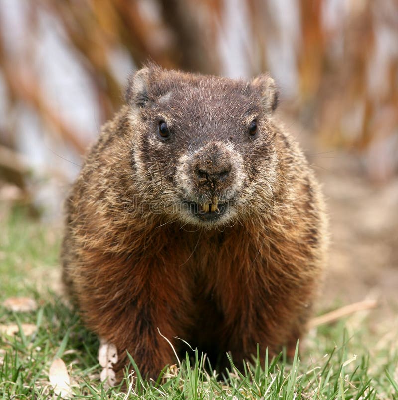 Groundhog foto de archivo libre de regalías Groundhog foto de archivo libre de regalías