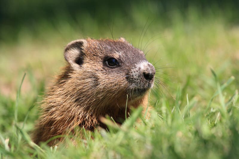 Groundhog royalty free stock images Groundhog royalty free stock images