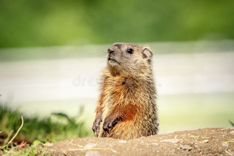 Groundhog coming out of his hole