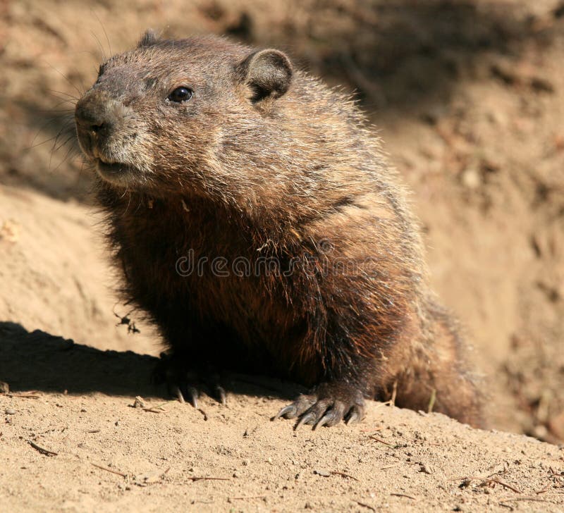 Groundhog Coming Out of Hole