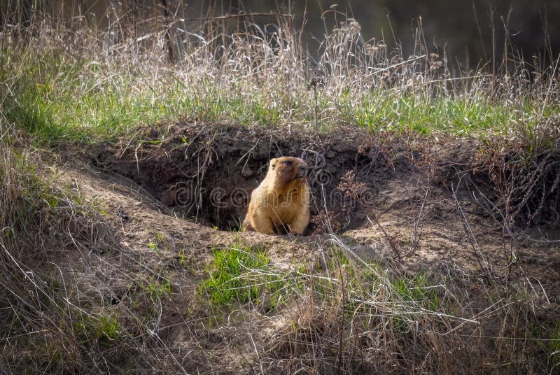 Groundhog crawled out of his hole to bask in the spring sun, close-up