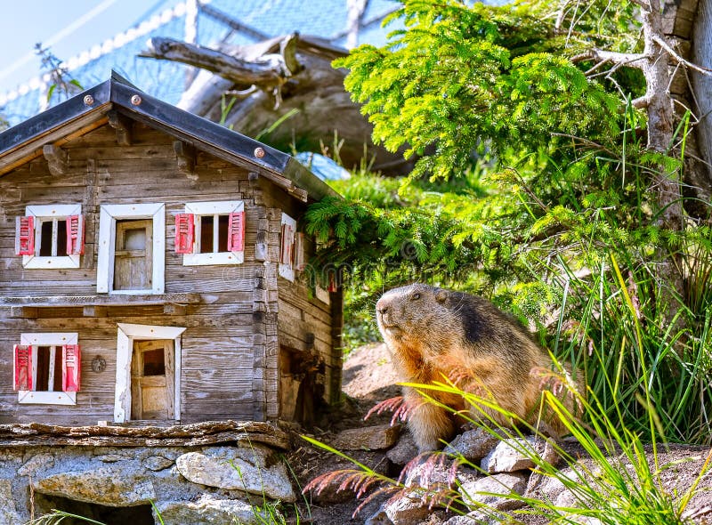 Marmot after hibernation. Groundhog day.