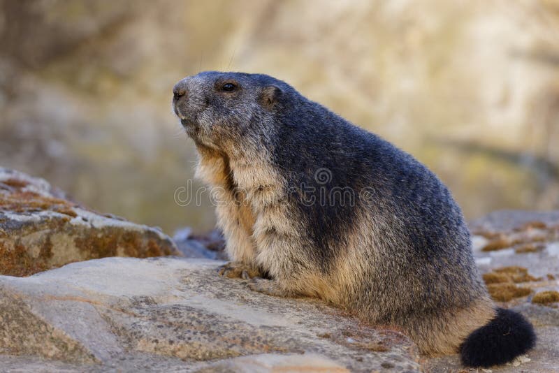 Alpine marmot alsow known as groundhog siting on the stone without its shadow