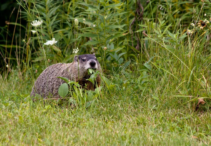 Groundhog eating fresh green leaves
