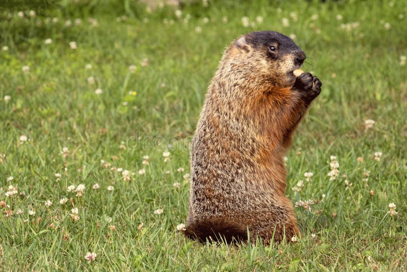 Groundhog eating Peanuts in the Shell