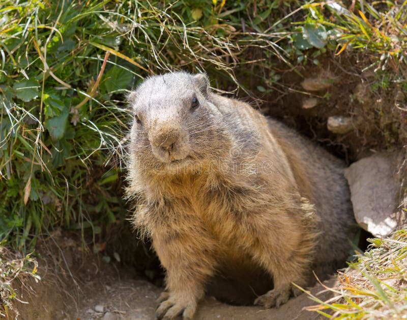 Groundhog in front of den