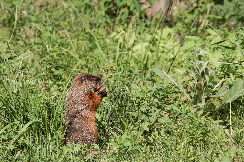 Groundhog gnawing a carrot stock image. Image of mountain 127011029