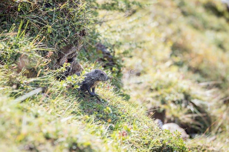 Groundhog guarda fuori dalla terra, nelle alpi austriache immagine stock libera da diritti Groundhog guarda fuori dalla terra, nelle alpi austriache immagine stock libera da diritti