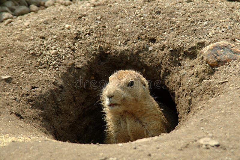 Groundhog in his hole