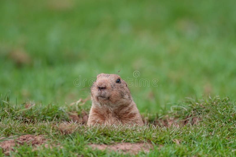 1 152 Groundhog Hole Photos Free Royalty Free Stock Photos From Dreamstime